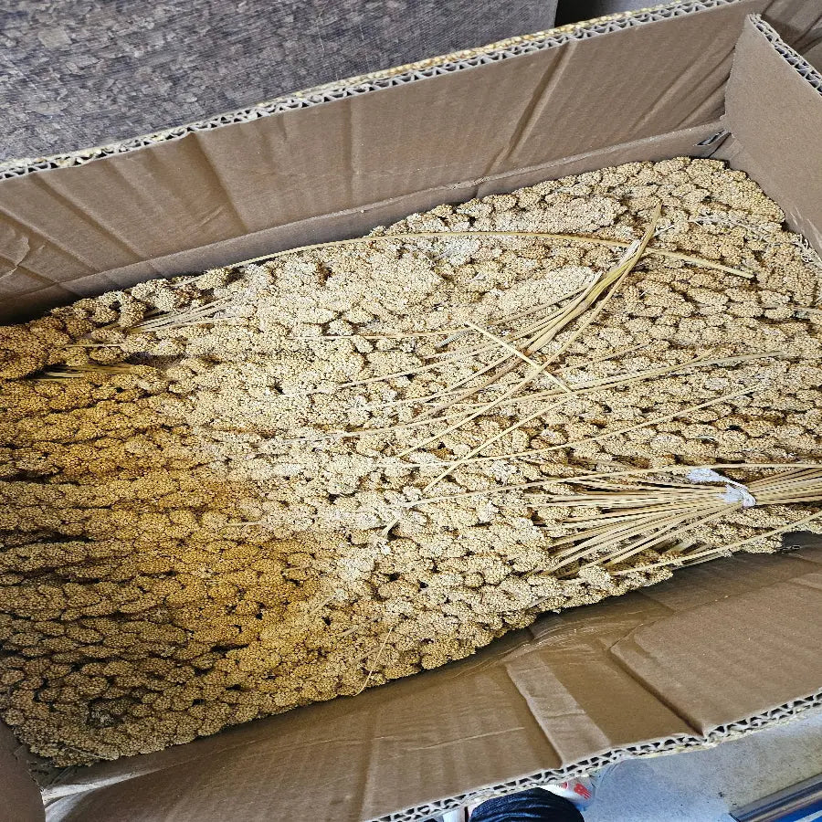 Millet en grappes jaune chinois 1 KG - BIRD SHOP ORNITHOLOGIE LUXEMBOURG