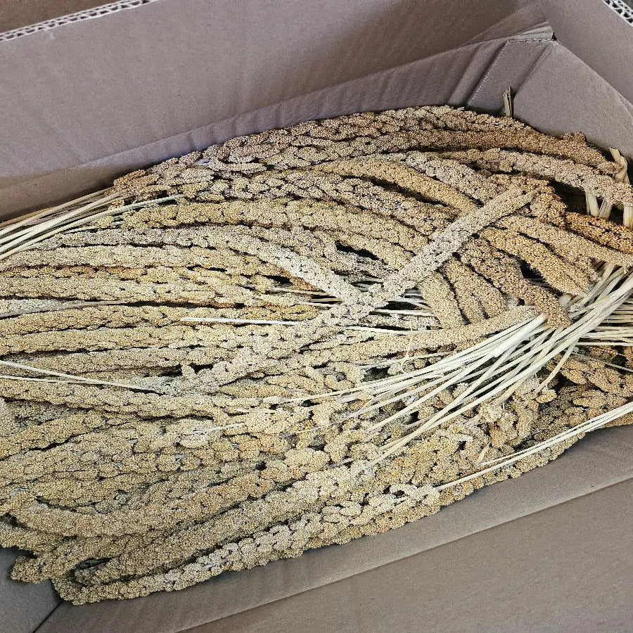 Millet en grappes jaune français 1 KG - BIRD SHOP ORNITHOLOGIE LUXEMBOURG