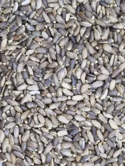 Graines de Chardon Marie - Vrac au kilo Bird Shop Ornithologie Luxembourg