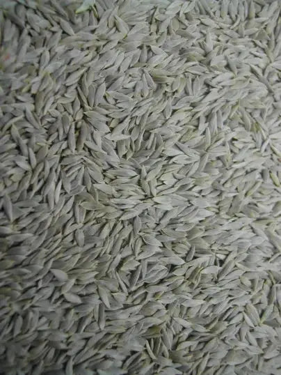 Graines de Salade Blanche - Vrac au kilo Bird Shop Ornithologie Luxembourg