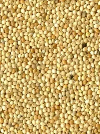 Millet Rond Blanc - Vrac au kilo Bird Shop Ornithologie Luxembourg