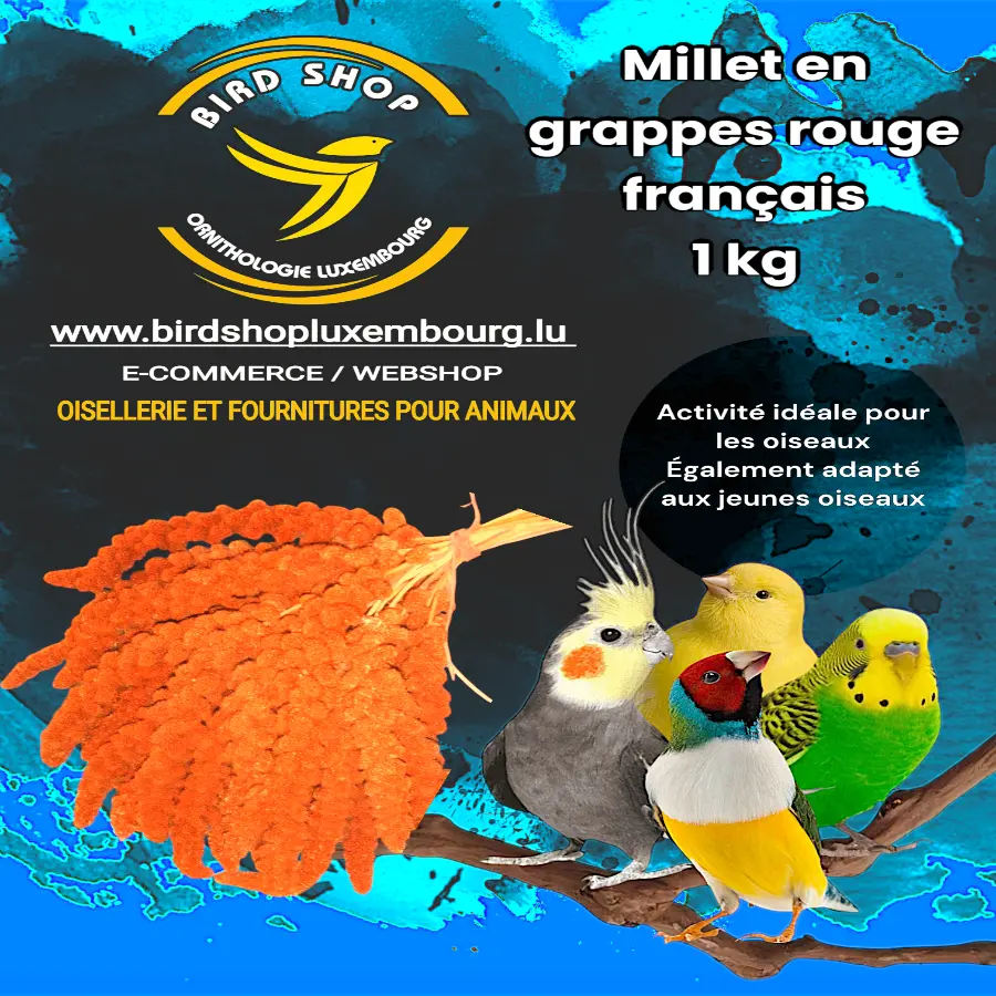 Millet en grappes rouge français 1 KG - BIRD SHOP ORNITHOLOGIE LUXEMBOURG