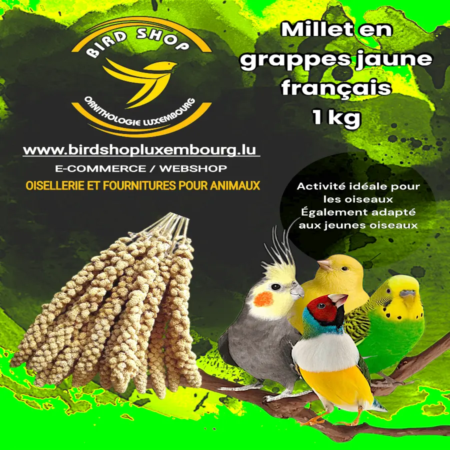 Millet en grappes jaune français 1 KG - BIRD SHOP ORNITHOLOGIE LUXEMBOURG