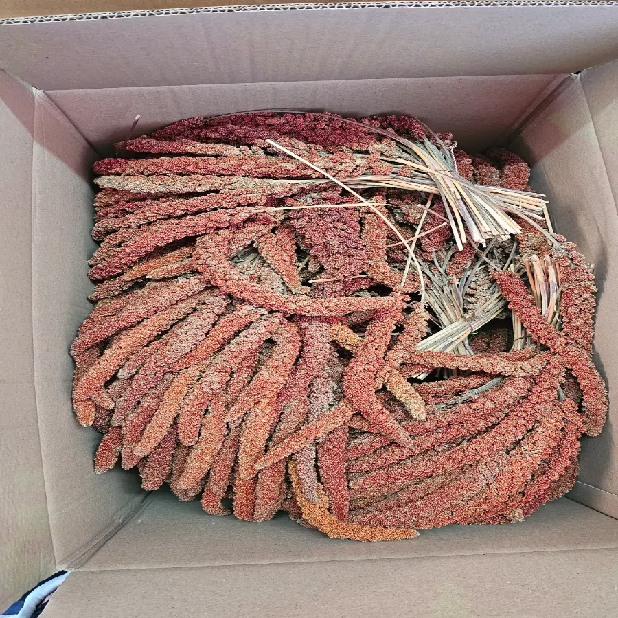 Millet en grappes rouge français 1 KG - BIRD SHOP ORNITHOLOGIE LUXEMBOURG
