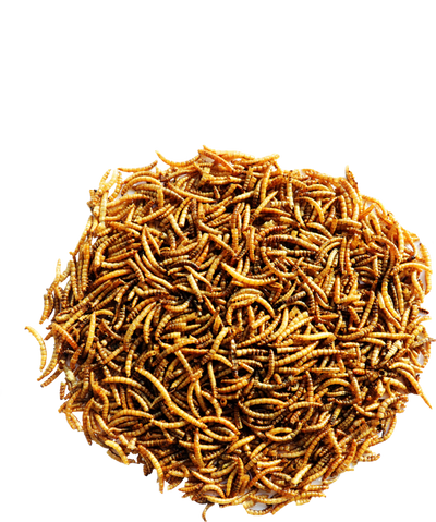 Vers de farine séchés pour oiseaux 700 g Versele-Laga