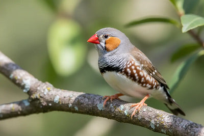 Diamant Mandarin : Guide Complet pour Débutants et Éleveurs Confirmés BIRD SHOP ORNITHOLOGIE LUXEMBOURG S.A.R.L-S