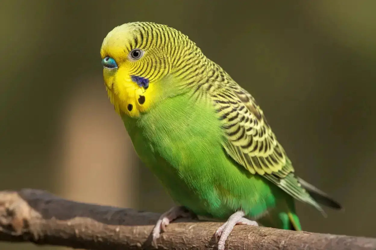 Perruches Ondulées : Guide Complet d'Élevage et de Soins - BIRD SHOP ORNITHOLOGIE LUXEMBOURG S.A.R.L-S