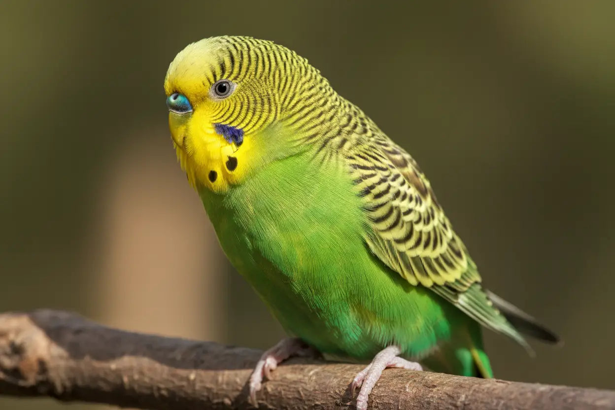 Perruches Ondulées : Guide Complet d'Élevage et de Soins BIRD SHOP ORNITHOLOGIE LUXEMBOURG S.A.R.L-S