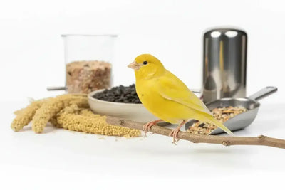 Canaris-Alimentation & Accessoires - BIRD SHOP ORNITHOLOGIE LUXEMBOURG S.A.R.L-S