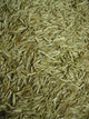 Graines d'Herbe Fin/Moyen - Vrac au kilo Bird Shop Ornithologie Luxembourg