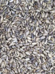 Graines de Chardon Marie - Vrac au kilo Bird Shop Ornithologie Luxembourg