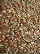 Graines de Lin 99.5% - Vrac au kilo Bird Shop Ornithologie Luxembourg