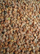 Graines de Radis - Vrac au kilo Bird Shop Ornithologie Luxembourg