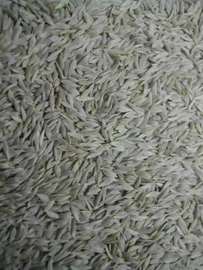 Graines de Salade Blanche - Vrac au kilo Bird Shop Ornithologie Luxembourg