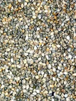 Millet Japonais - Vrac au kilo Bird Shop Ornithologie Luxembourg