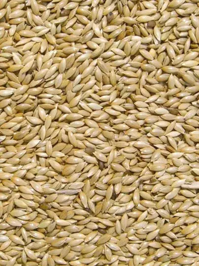 Millet Plat (Alpiste) - Vrac au kilo Bird Shop Ornithologie Luxembourg
