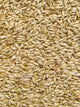 Millet Plat (Alpiste) - Vrac au kilo Bird Shop Ornithologie Luxembourg