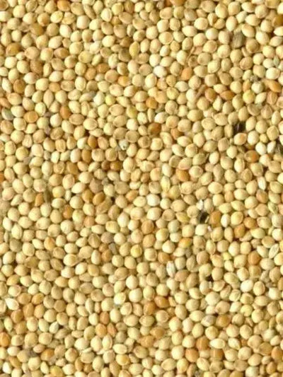Millet Rond Blanc - Vrac au kilo Bird Shop Ornithologie Luxembourg