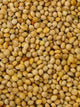 Millet Rond Jaune - Vrac au kilo Bird Shop Ornithologie Luxembourg