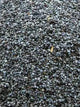 Oeillette Pavot Bleu - Vrac au kilo Bird Shop Ornithologie Luxembourg