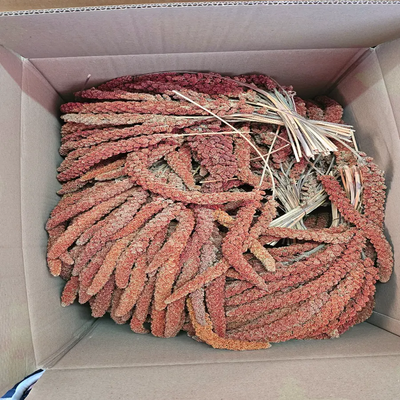 Millet en grappes rouge français 1 KG - BIRD SHOP ORNITHOLOGIE LUXEMBOURG 