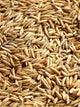 Riz Paddy - Vrac au kilo Bird Shop Ornithologie Luxembourg