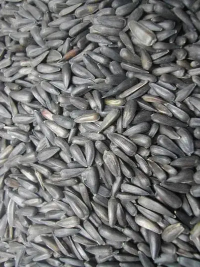 Tournesol Noir Micro Oiseaux du Pays - Vrac au kilo Bird Shop Ornithologie Luxembourg
