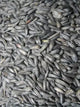 Tournesol Noir Micro Oiseaux du Pays - Vrac au kilo Bird Shop Ornithologie Luxembourg