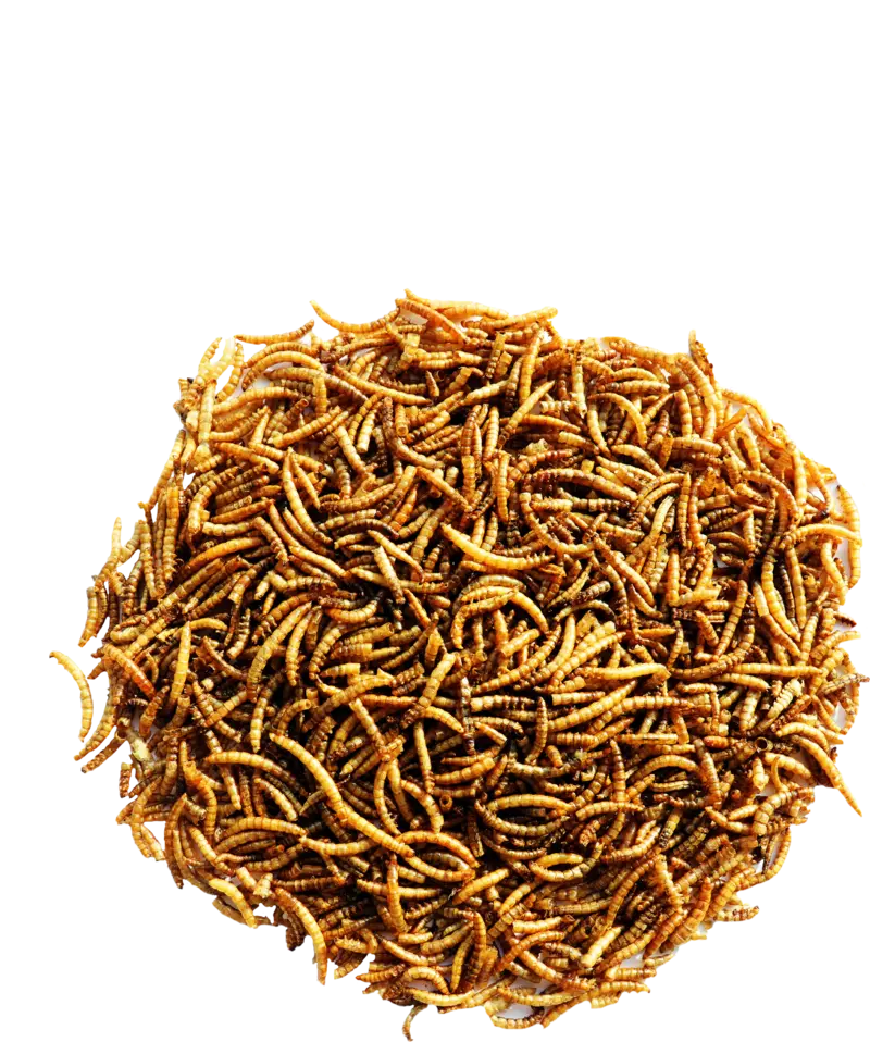 Vers de farine séchés pour oiseaux 700 g Versele-Laga