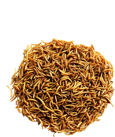 Vers de farine séchés pour oiseaux 700 g Versele-Laga